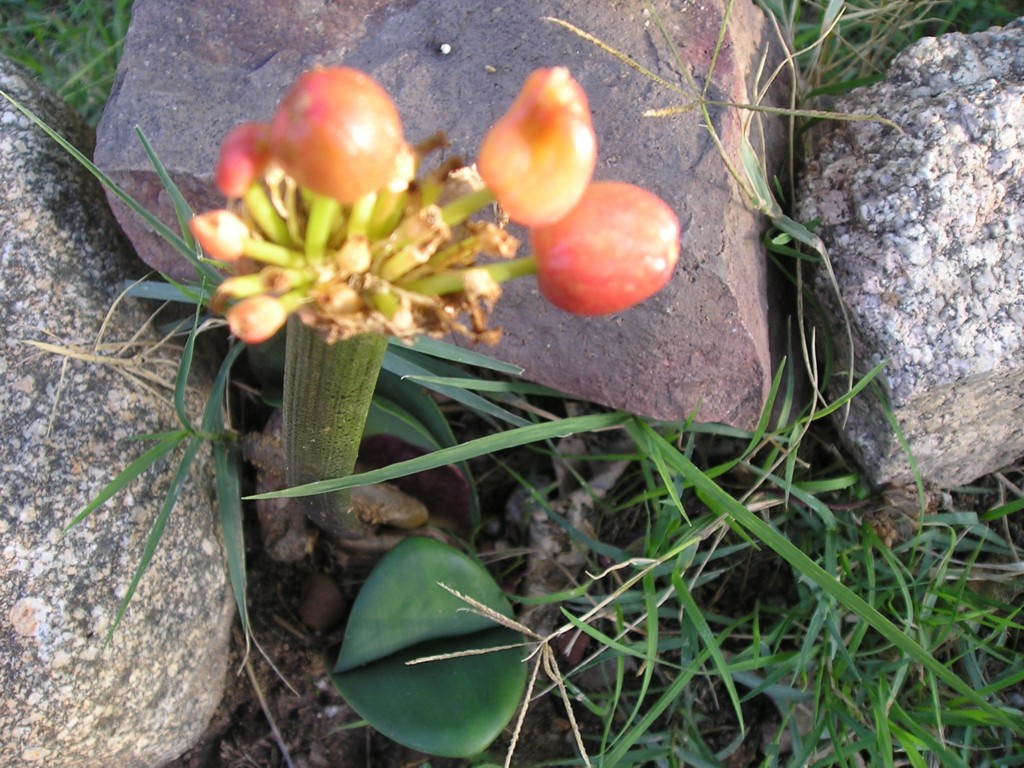 Haemanthus coccineus (pianta coltivata)